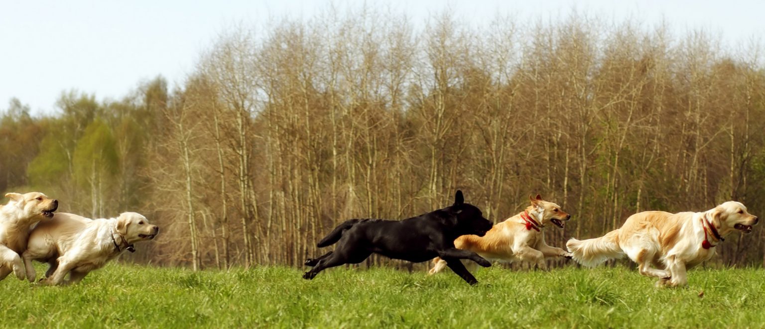 Contact - Yogis Dog Training