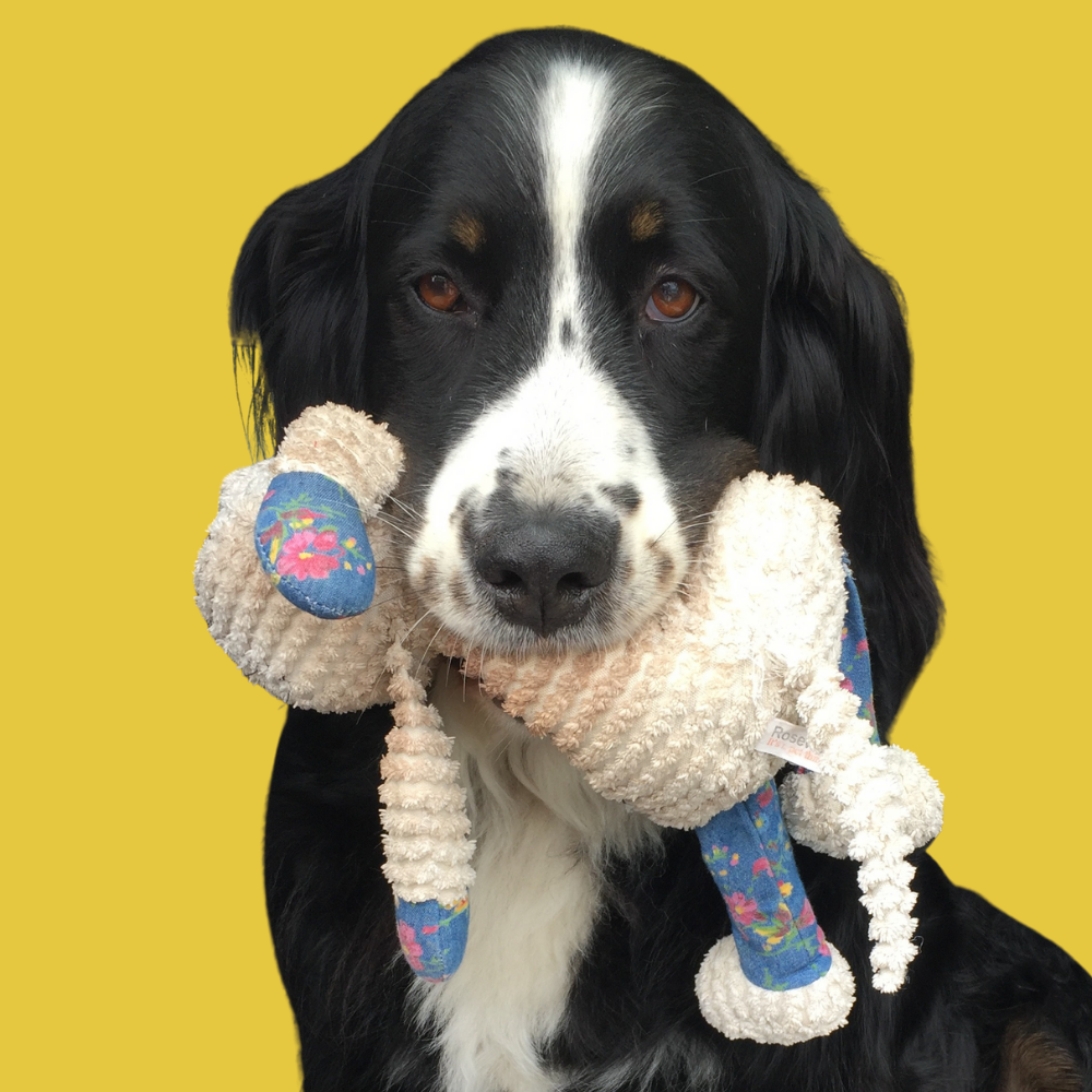 A yellow background with a picture of Yogi, black and white dog with toy in mouth.