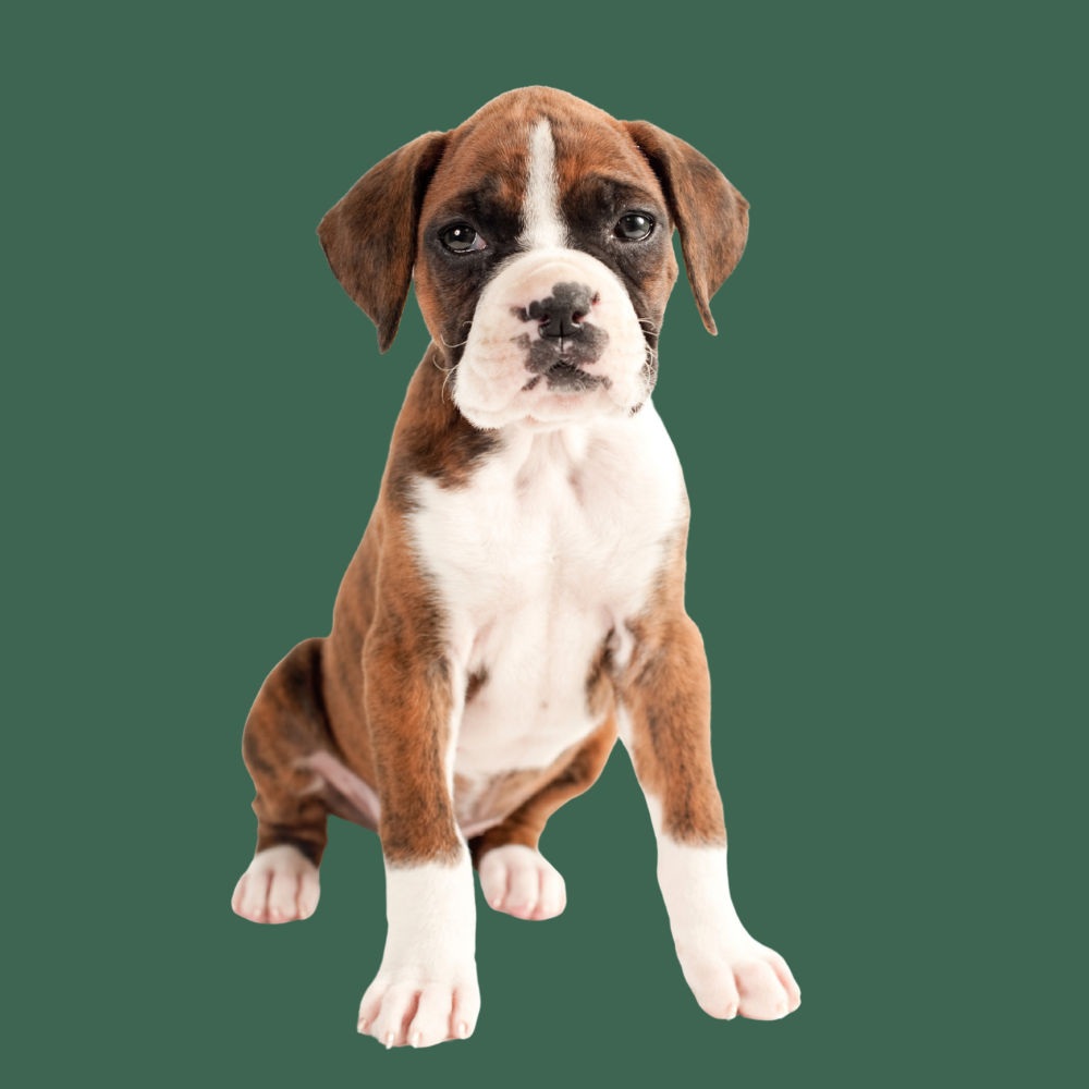 Boxer puppy brown and white on dark green background