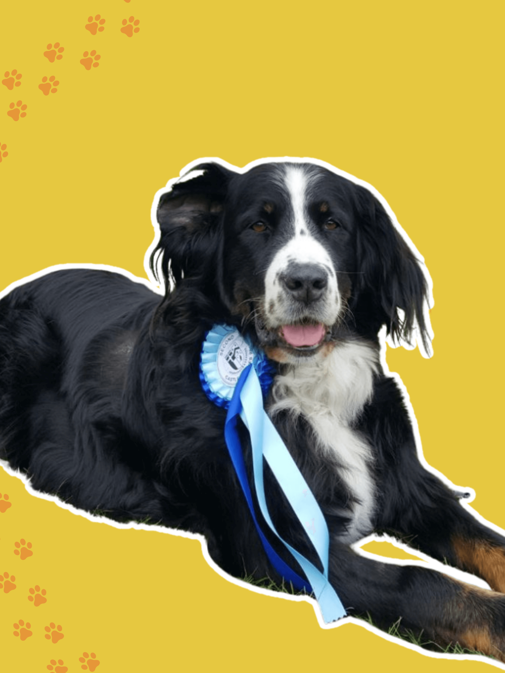 Yogi on yellow background